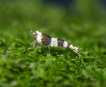Black Crystal Shrimp — Grade S