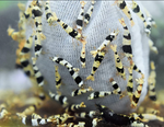 Black Crystal Shrimp — Grade S