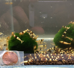 Black Crystal Shrimp — Grade S