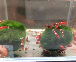Red King Kong Shrimp