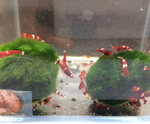 Red King Kong Shrimp