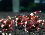 Red King Kong Shrimp