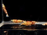 Fancy Red Tiger Shrimp