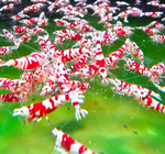 Fancy Red Tiger Shrimp