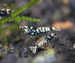 Black Galaxy Shrimp Mix