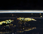 Black Galaxy Shrimp Mix