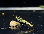 Black Galaxy Shrimp Mix