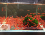 Red Cherry Shrimp — Grade A