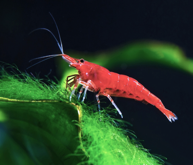 Red Cherry Shrimp — Grade A