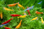 Assorted Neocaridina Shrimp – 10 Pack