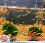Orange Shrimp