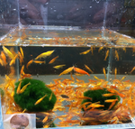 Orange Shrimp