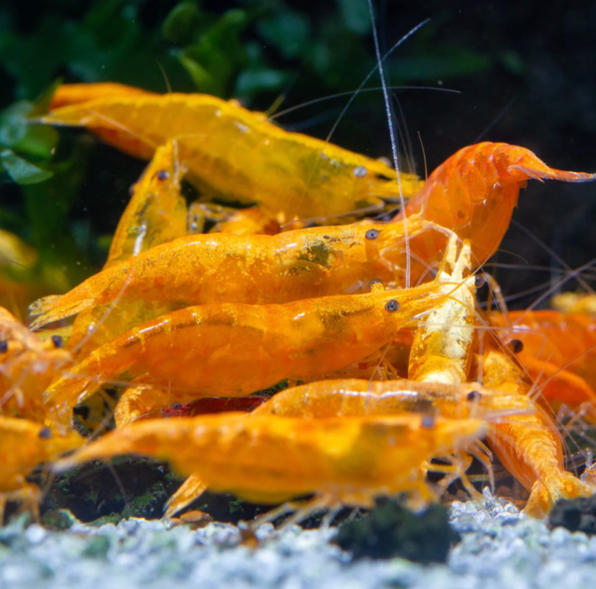 Orange Shrimp