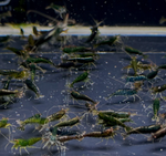 Green Jade Shrimp