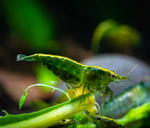 Green Jade Shrimp