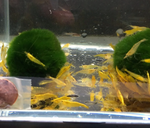 Yellow Rice Shrimp