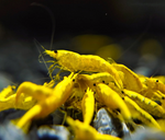 Yellow Rice Shrimp