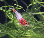Red Rili Shrimp