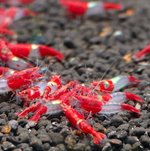 Red Rili Shrimp