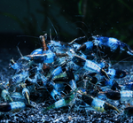 Blue Rili Shrimp