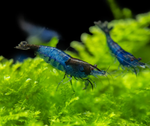 Blue Rili Shrimp