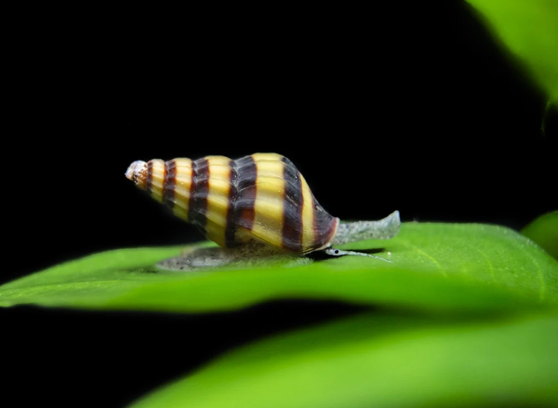 Assassin Snail