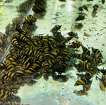 Assassin Snail