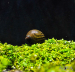 Zebra Nerite Snail