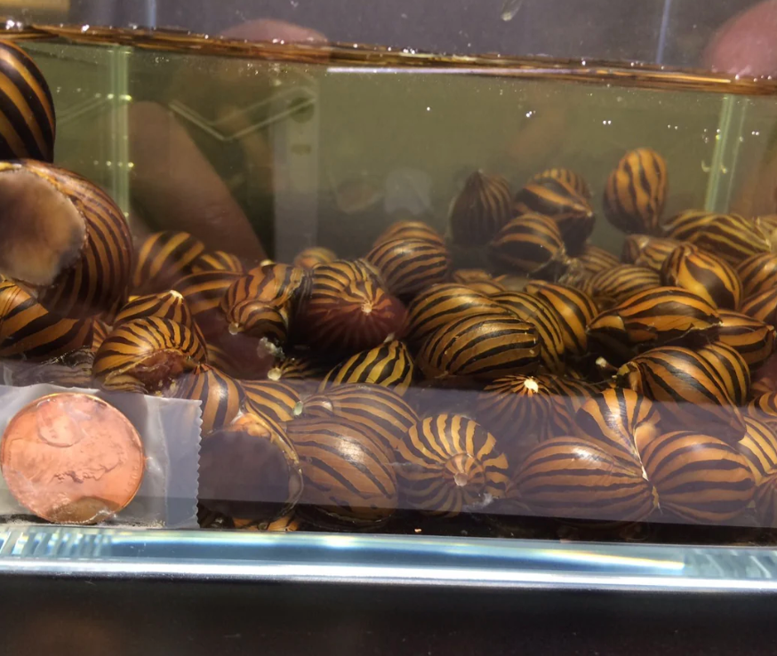 Zebra Nerite Snail