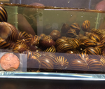 Zebra Nerite Snail