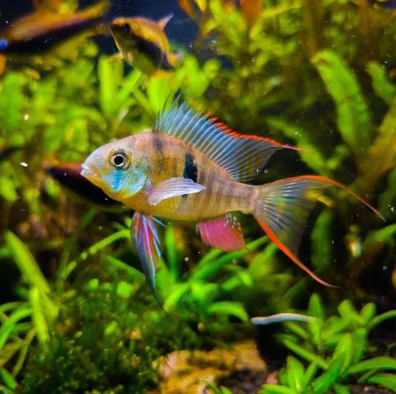 Bolivian Ram
