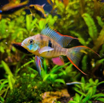 Bolivian Ram