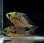 Bolivian Ram