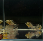 Bolivian Ram