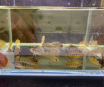 Apistogramma macmasteri