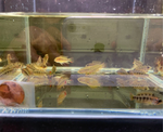 Apistogramma macmasteri