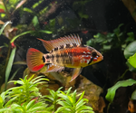 Apistogramma macmasteri