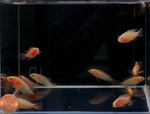 Apistogramma Viejita Gold