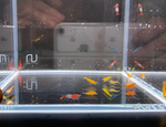 Assorted Neocaridina Shrimp – 10 Pack