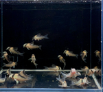 Adolfo's Cory – Corydoras adolfoi