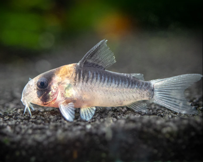 Adolfo's Cory – Corydoras adolfoi