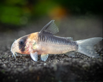 Adolfo's Cory – Corydoras adolfoi