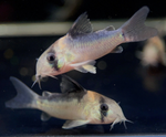Adolfo's Cory – Corydoras adolfoi
