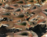Bronze Cory – Corydoras aeneus