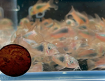 Bronze Cory – Corydoras aeneus