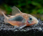 Bronze Cory – Corydoras aeneus