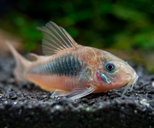 Bronze Cory – Corydoras aeneus