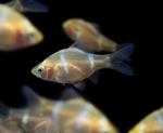 Albino Tiger Barb – Puntigrus tetrazona