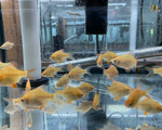 Albino Tiger Barb – Puntigrus tetrazona