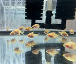 Albino Tiger Barb – Puntigrus tetrazona